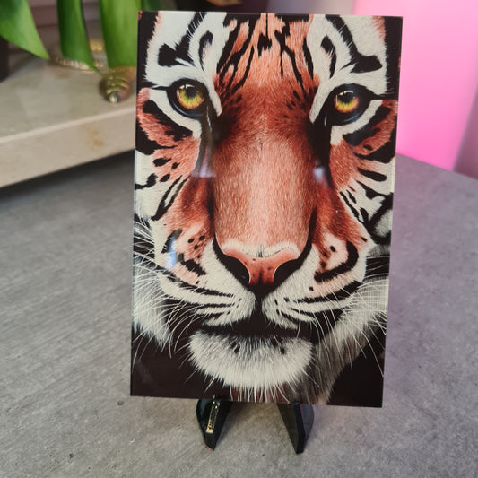 Tiger acrylic glass print